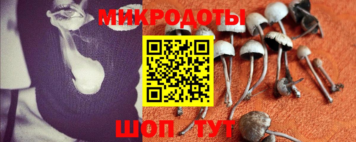 Псилоцибиновые грибы Psilocybine cubensis Ишим